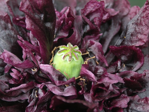 BLACK PEONY POPPY*