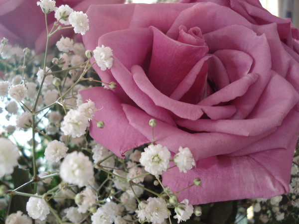 purple rose