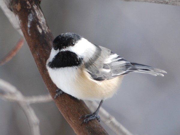 Another Chickadee