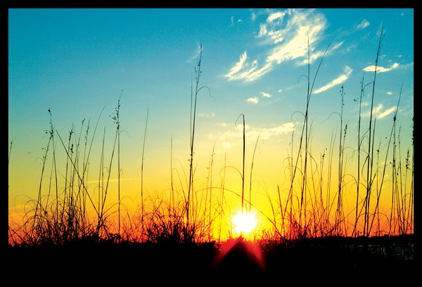 sunset through sea oats