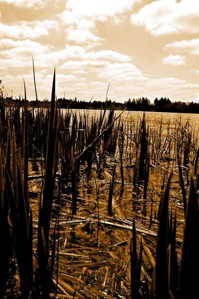Among the Reeds