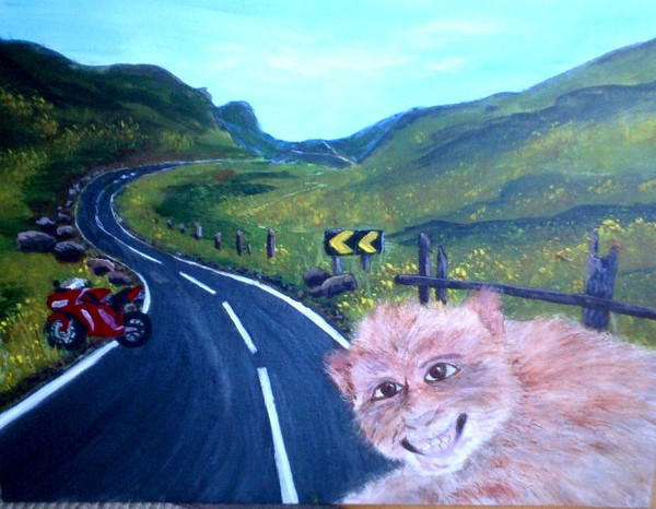 Monkey on road trip