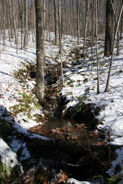 Stream