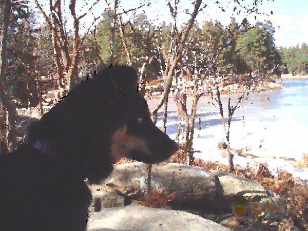 Puppy's First Winter