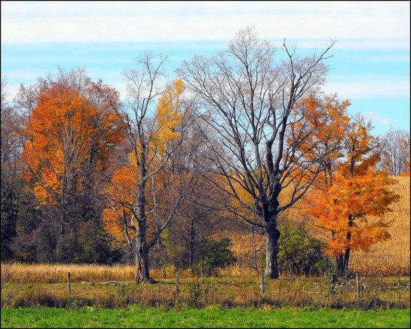 Autumn Trees