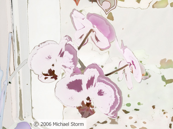 Orchide