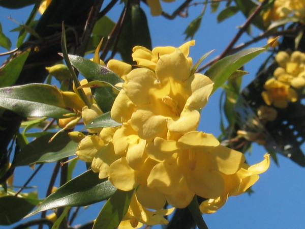 Jasmine