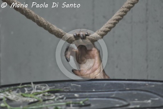 Primate hand