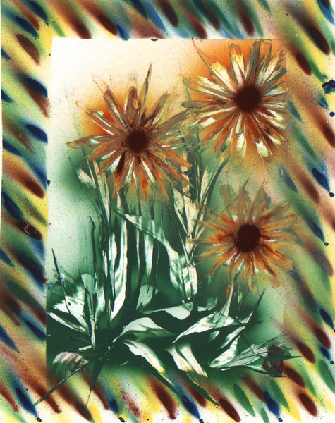 WILD-DAISIES
