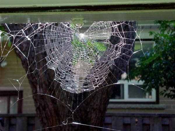 Web