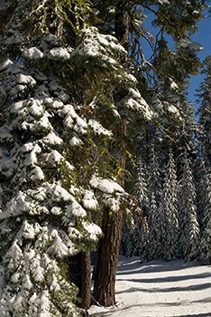 Deep Woods at Badger Pass