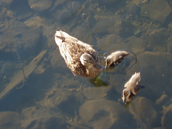 Ducks