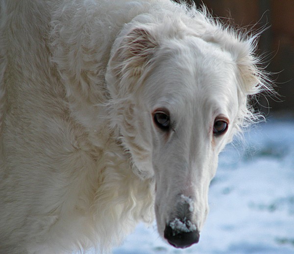 Kira loves the snow