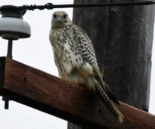 Tufted Leg Hawk Tarrying