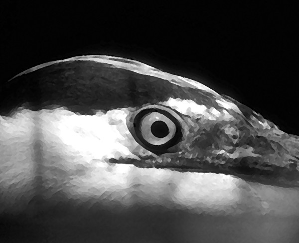 Great Blue in Captivity
