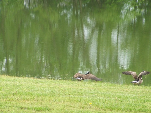 Taken flight