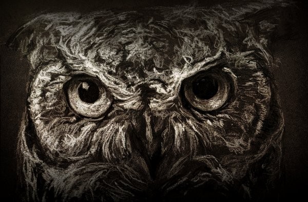 owl.