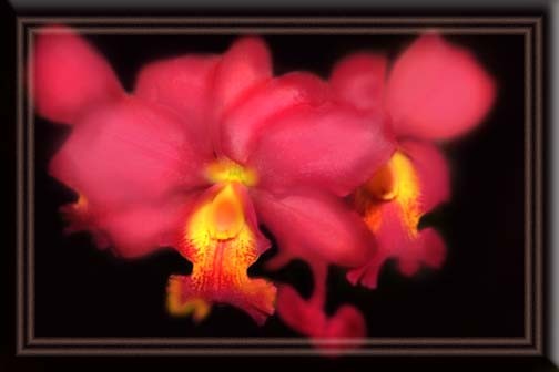 The Unseen Rose Orchid