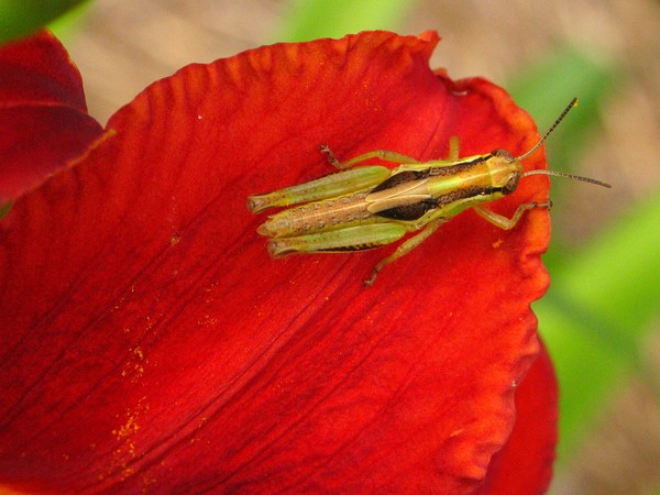 Hopper