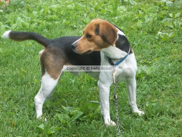 Beagle Dog