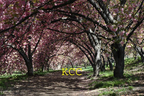 Cherry Blossoms