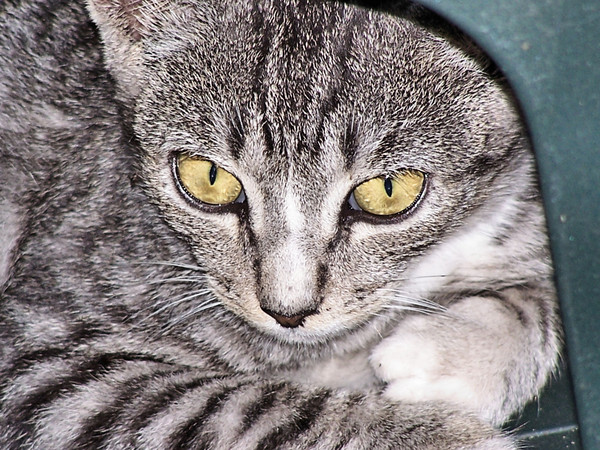 stray cat