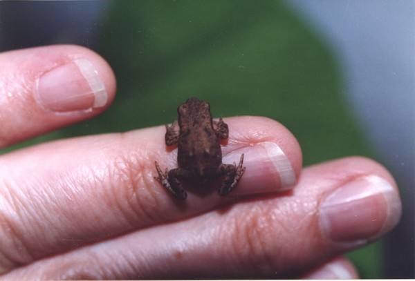 Baby frog
