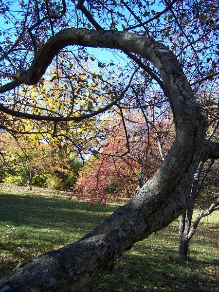 Curly Tree