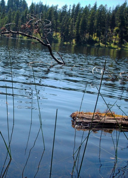 Swan Lake
