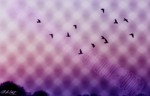 Caged Birds Flying-2