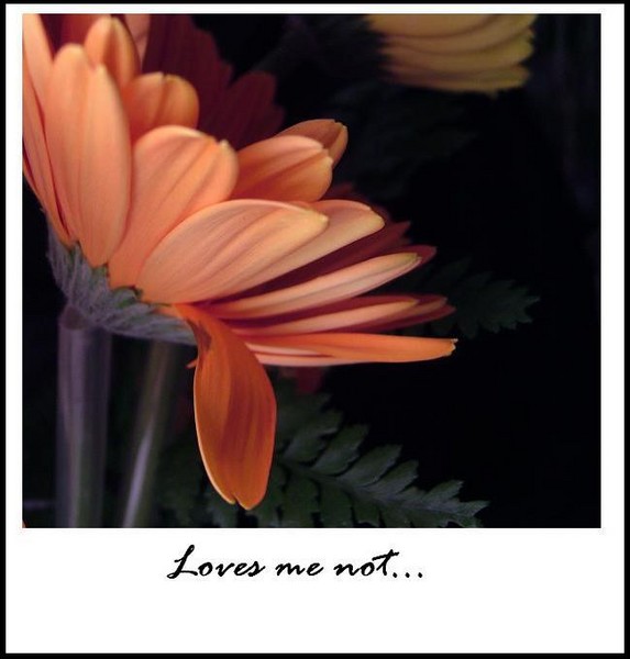 Loves me not