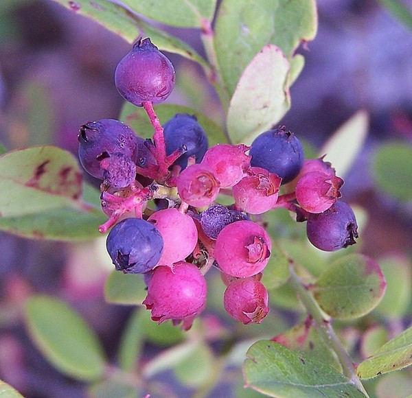 Huckleberries