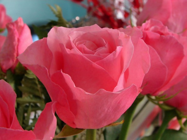 Pink Roses