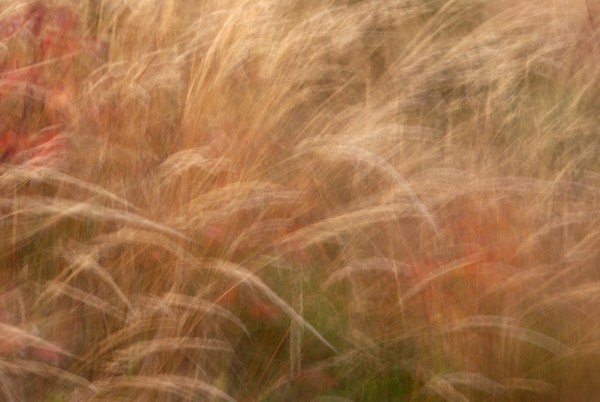 grass 2