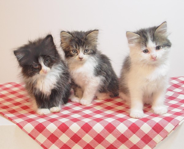 Three Little Kittens