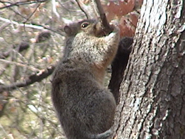 Up a Tree