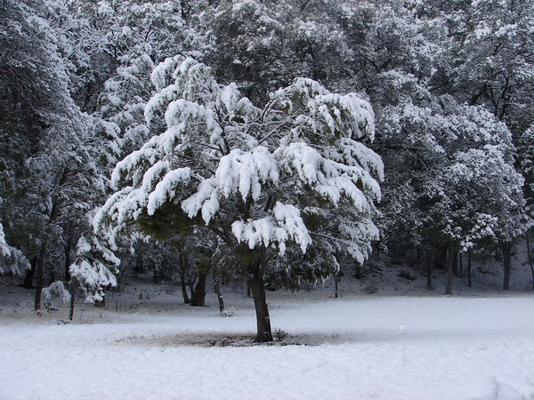 Christmas 2006 on Our Ranch