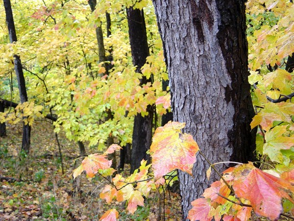 Rainy Day Maples