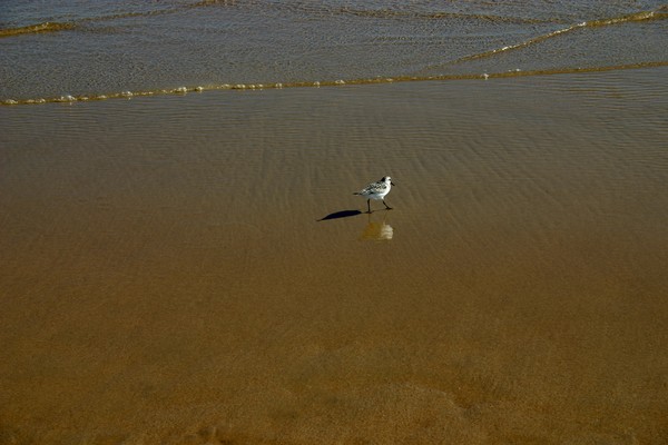 Bird on beach2