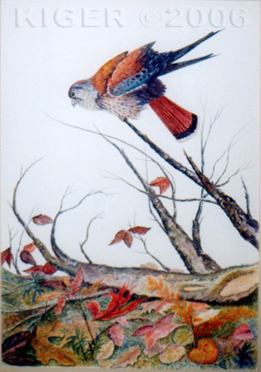 American Kestrel