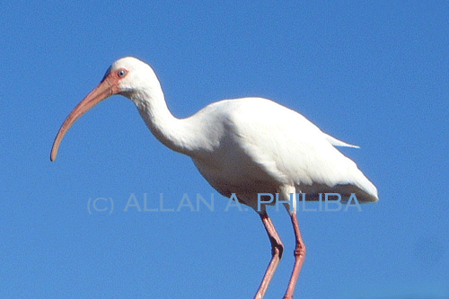 Ibis