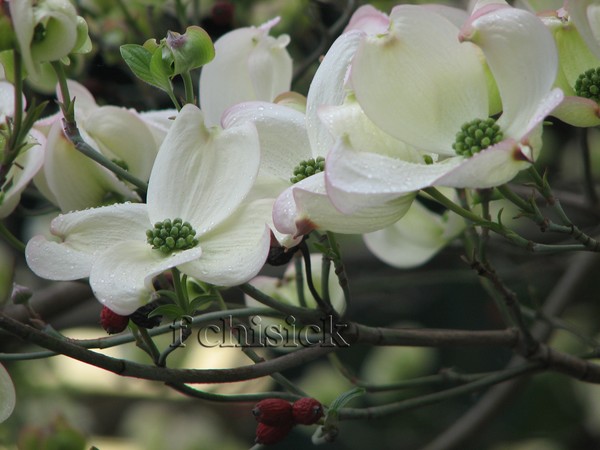 Dogwood_