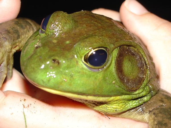 Bullfrog hunt - 3