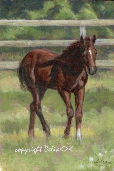 the foal