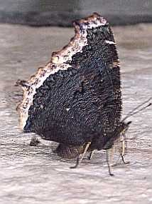 Black Butterfly