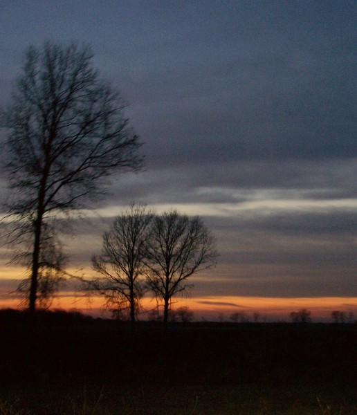 three trees