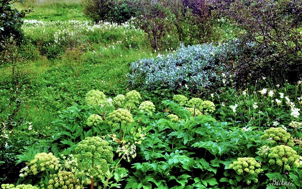   The green of Summer !