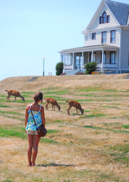 deer on whidby