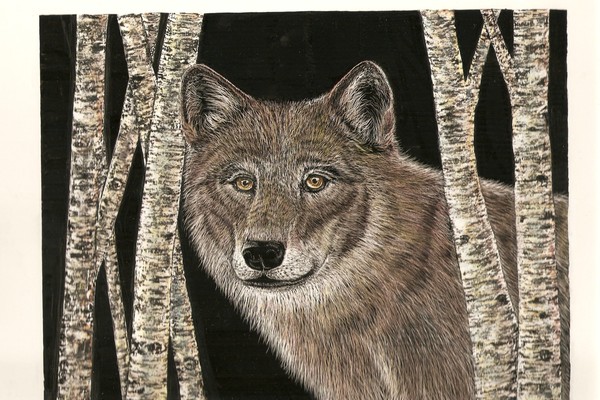 wolf in birch #2