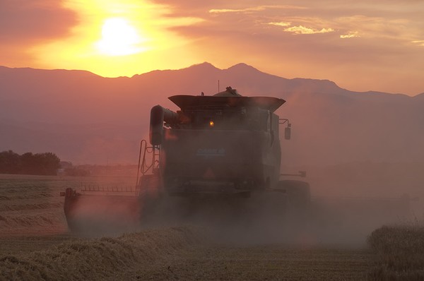 Harvest Time In America